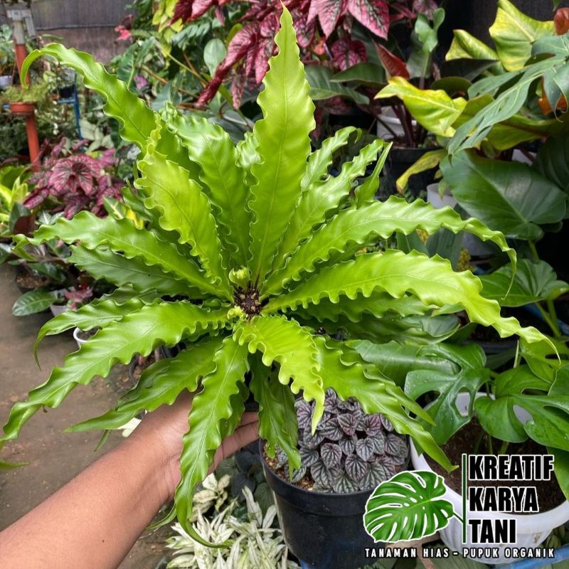 Tanaman hias kadaka osaka - Kadaka Osaka