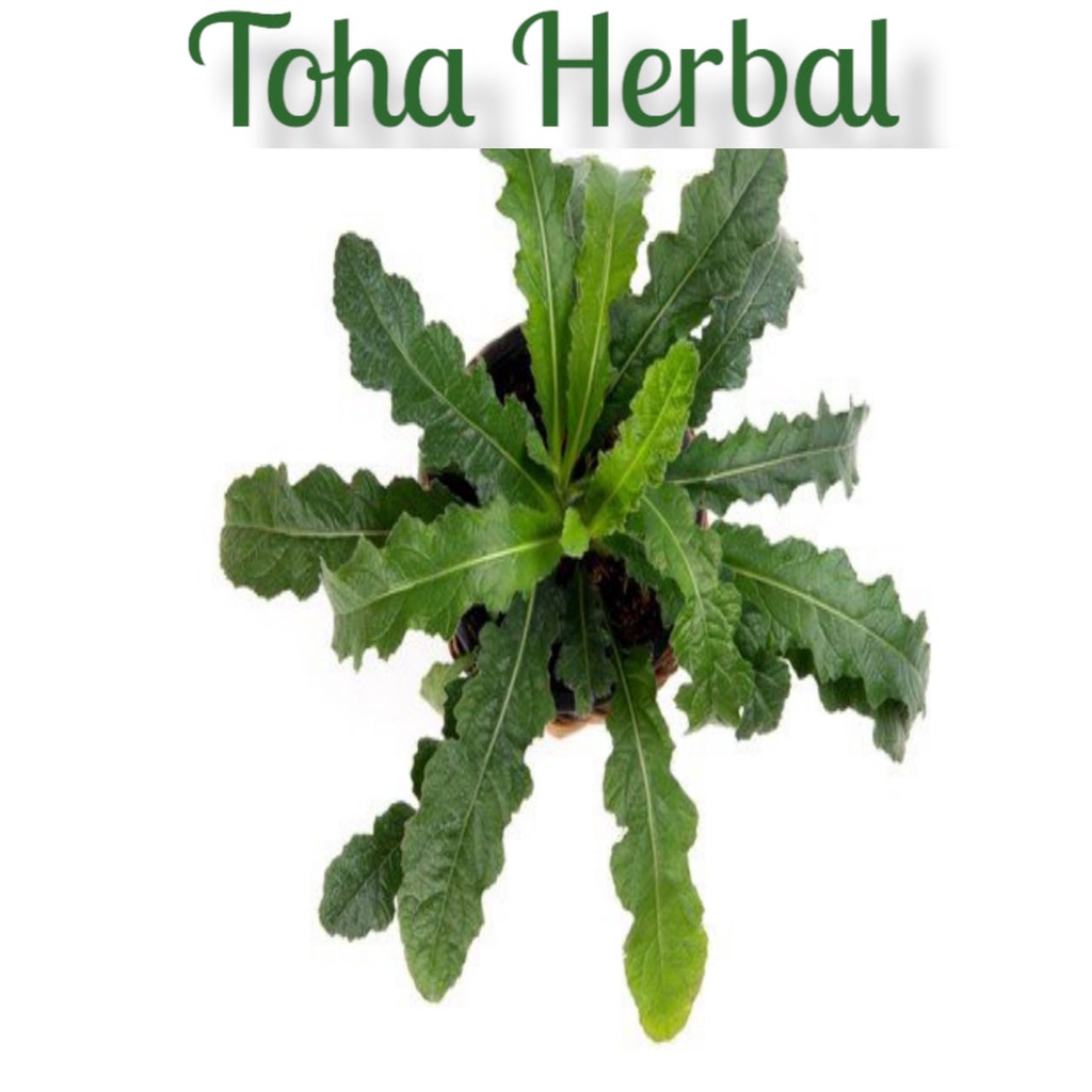 

Daun tapak liman segar 200 gram tapakliman segar