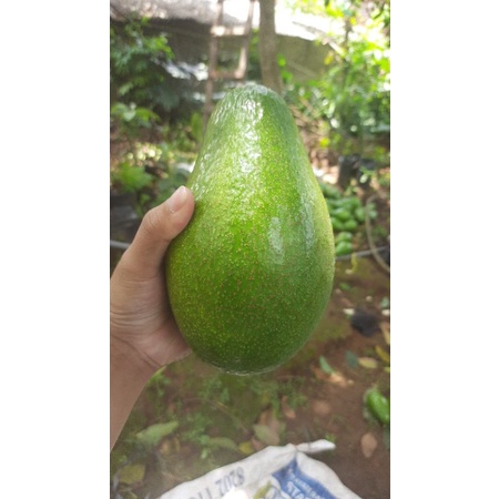 

alpukat