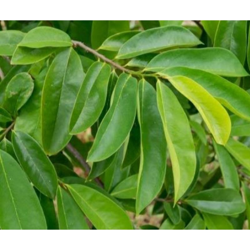 

daun sirsak muda frees segar untuk pengobatan herbal alami 50 gram