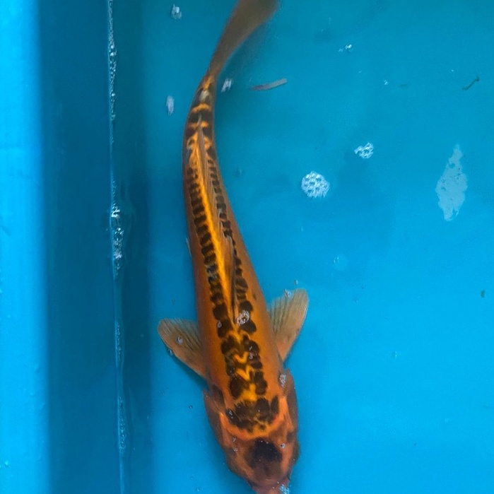 IKAN KOI KIKO Blitar 38-40cm Grade A+