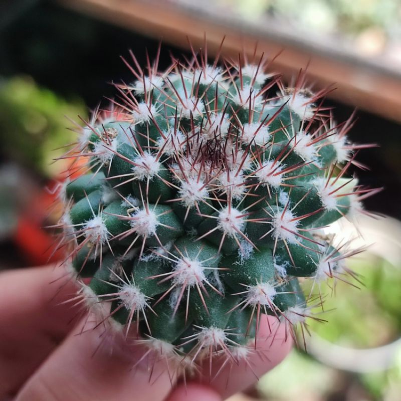 Kaktus Mammillaria Mammillaris ownroot