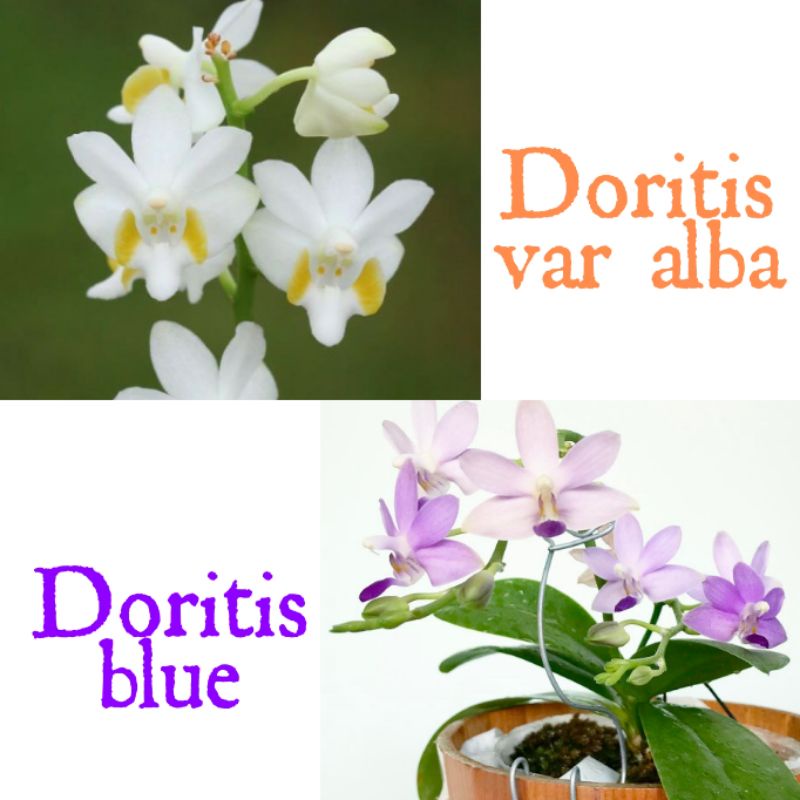 Seedling up doritis var alba x doritis blue