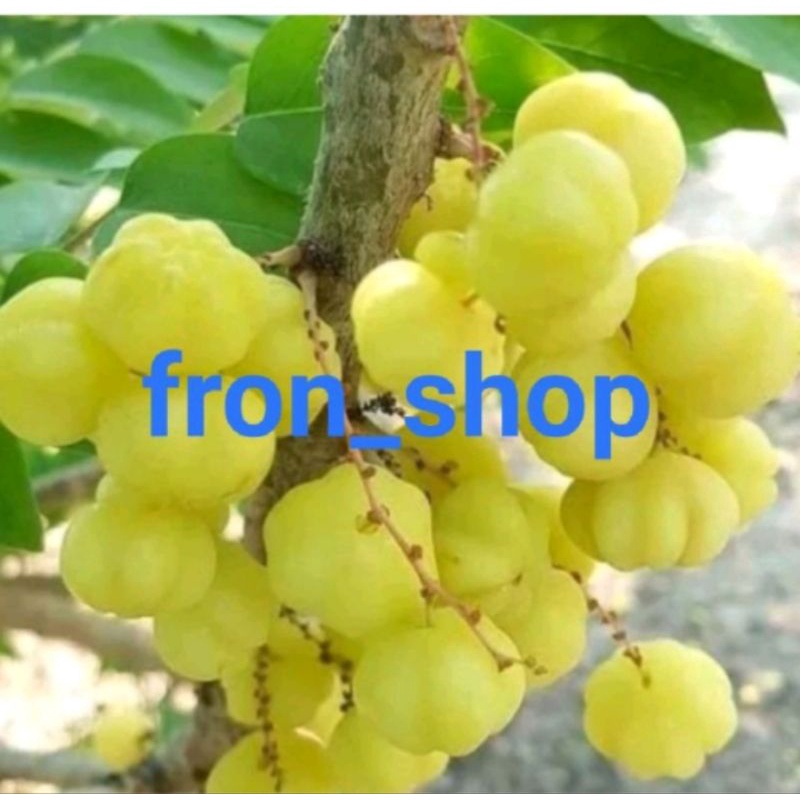 

Buah Cermai Segar Presh 1Kg