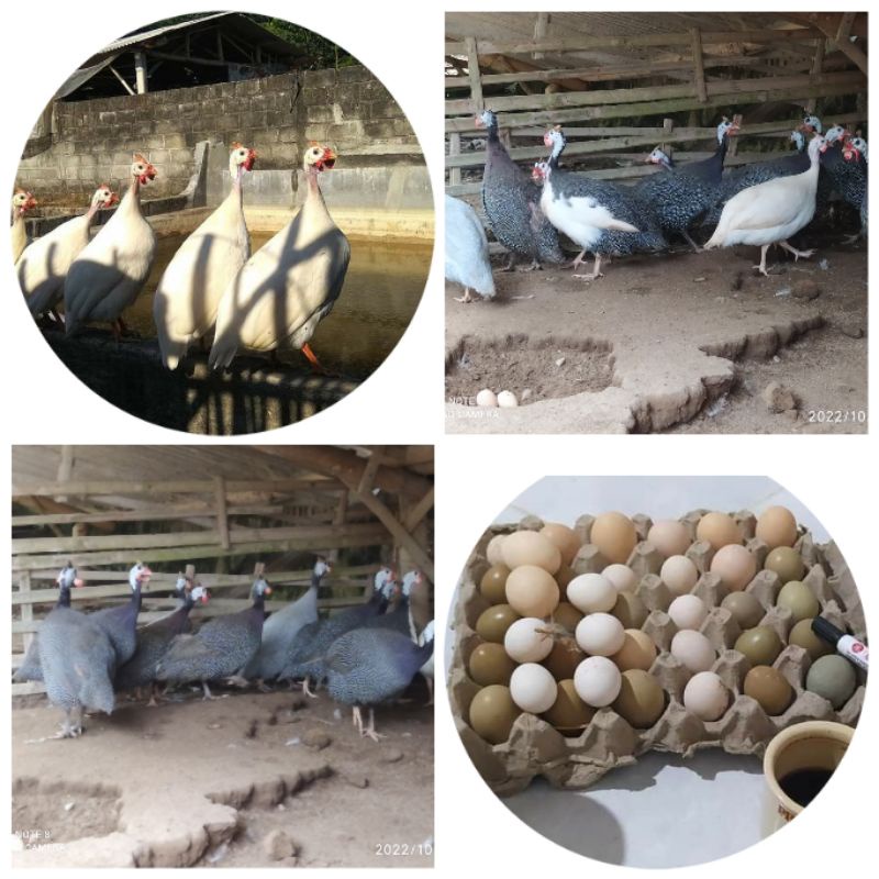 TELOR AYAM MUTIARA HARGA/5 BUTIR,AYAM MUTIARA PUTIH,PLANGKOK,LAVENDER ,DAN ORI MIX YA