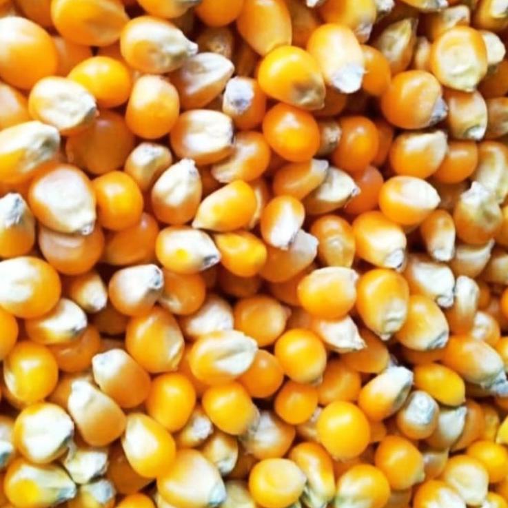 

idUu1U5--Jagung Popcorn 1kg / Jagung Popcorn mentah / Jagung Popcorn mentah 1kg