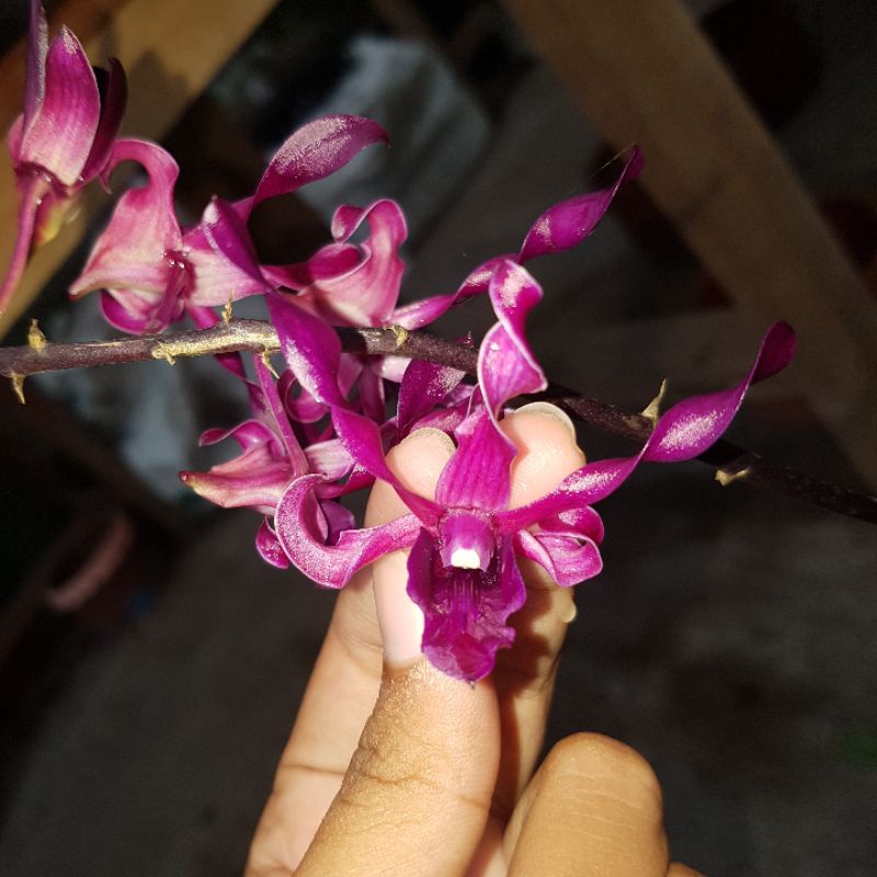 Anggrek Dendrobium Kriting Mlintir Dendrobium Blue Spin