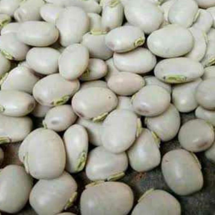 

✨TERBARU✨ BIJI KACANG KORO BENGUK 1KG PUTIH BERSIH !