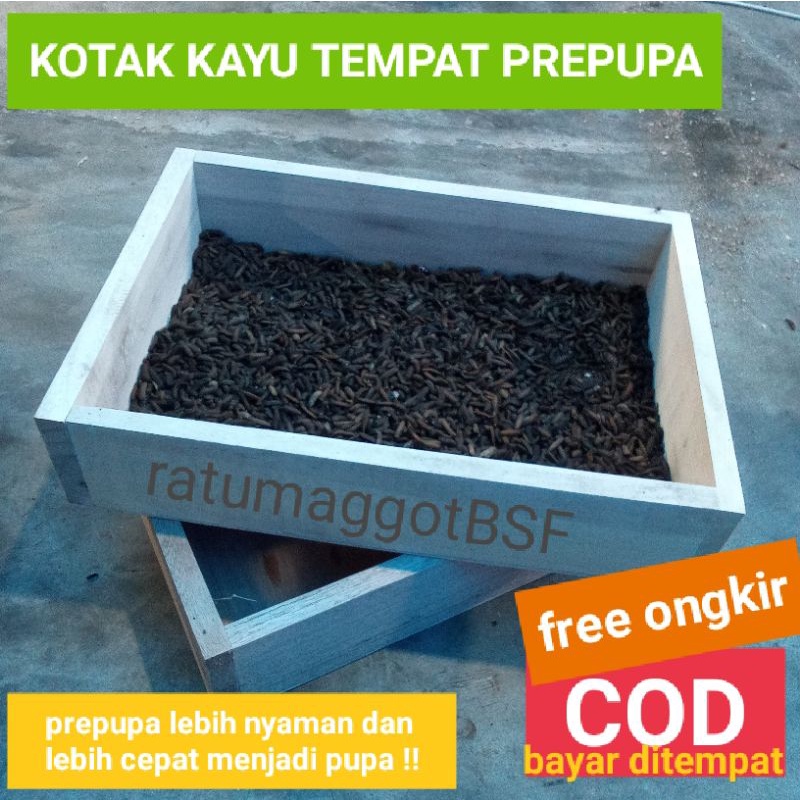 Kotak kayu tempat prepupa maggot bsf .