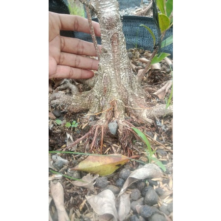 beringin kimeng program pecah batang REAL PICTURE