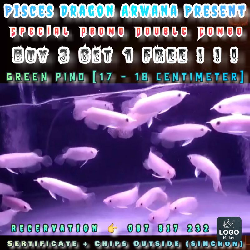 Arwana Green Pino (17-18 Cm) Beli 3 Gratis 1