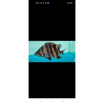 tiger fish datz 6 jari realpic