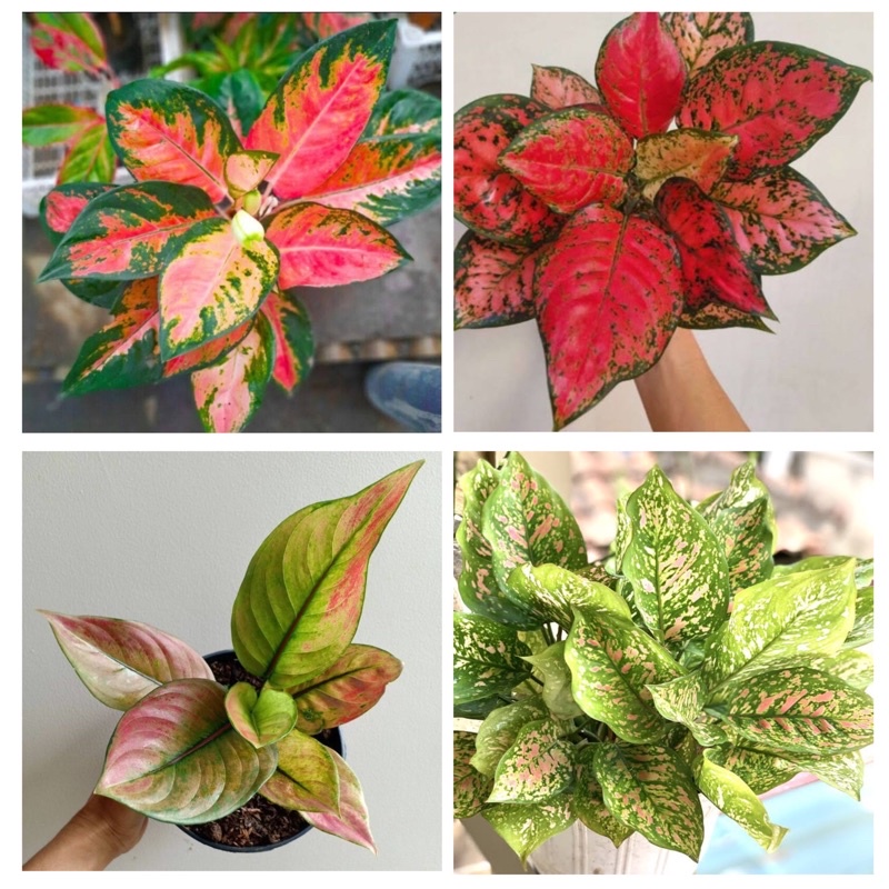 Tanaman paketan 4 aglonema / Pohon daun rimbun aglonema / ruby,kochin,heng heng,dut anjamani
