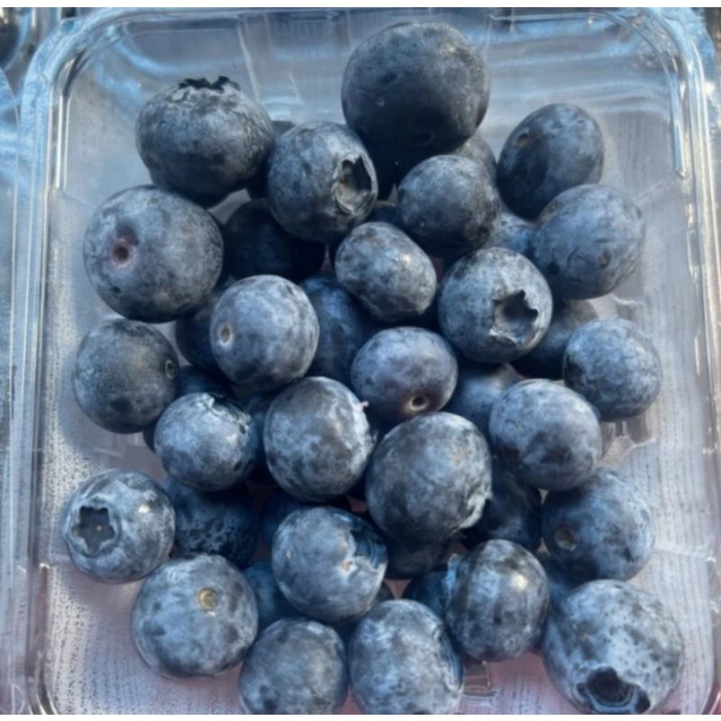 

Buah Blueberry ( blueberry jumbo ) blueberry import