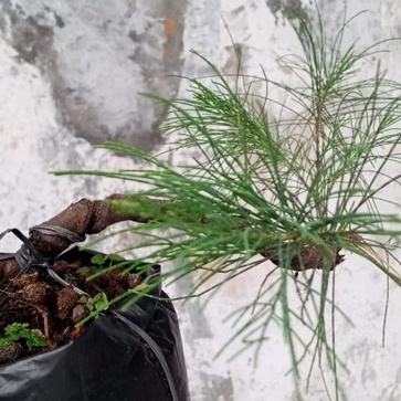 TANAMAN BONSAI CEMARA UDANG BAHAN MURAH UKURAN SMALL