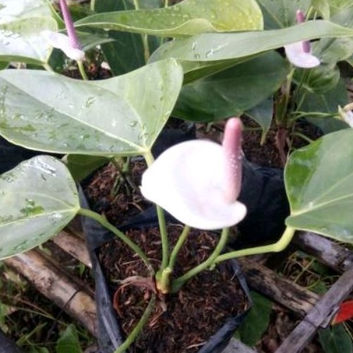 DIARY PETANI - Tanaman Hias Anthurium Bunga Warna Merah Sudah Berbunga