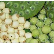 

Biji Teratai / Lotus Seed / Lien Zi 100 gr