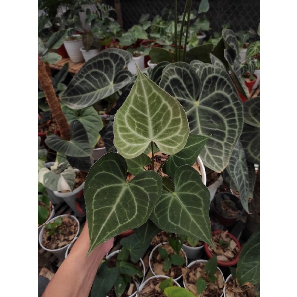 Anthurium Clarinervium Hybrid