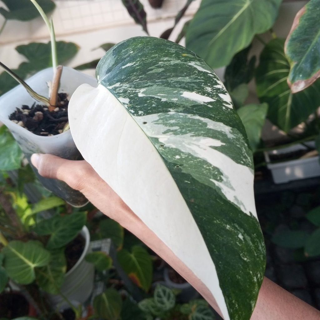 Tanaman Hias Epiprenum Pinatum Varigata, Epip Varigata, Epip Var