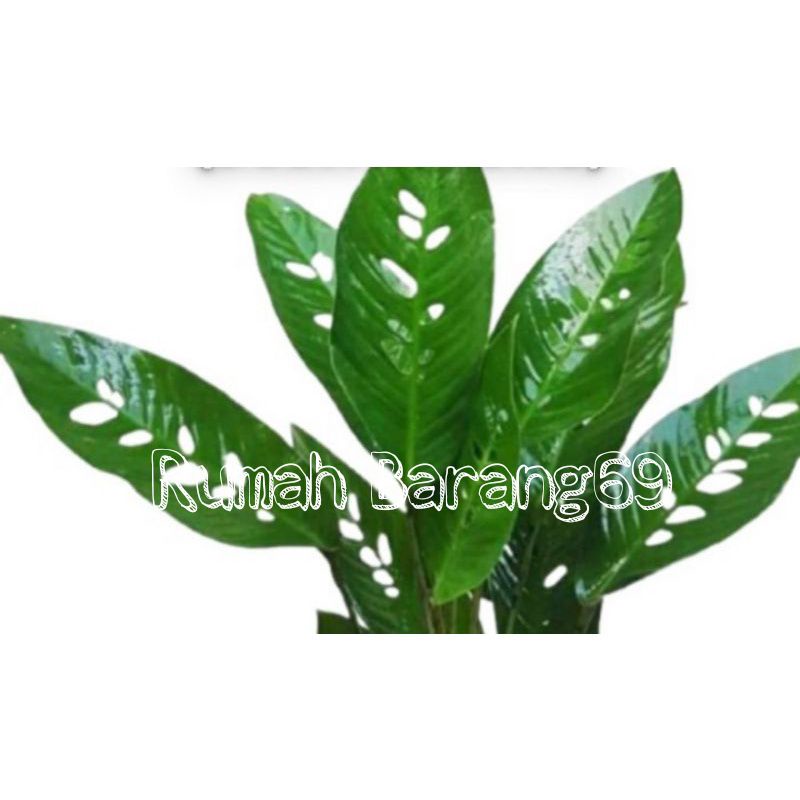 Bibit Tanaman Hias Duda bolong