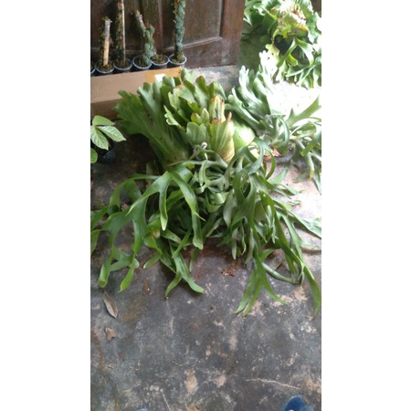 platycerium coronarium