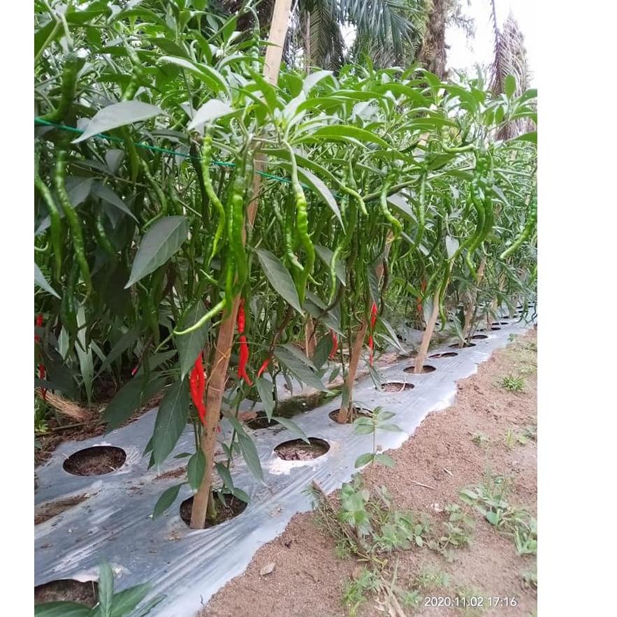 Benih Cabe Merah Keriting Lokal Medan PATEN 10 Gram - CMK Indrapura Batubara - Bibit Cabai ATENG IND