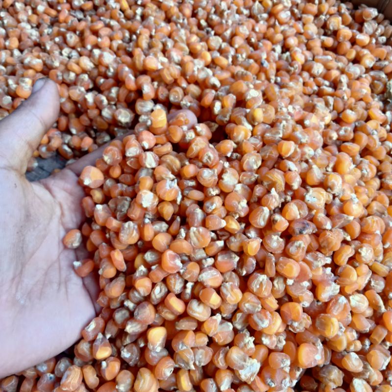 

jagung Asin atau jagung Gurih