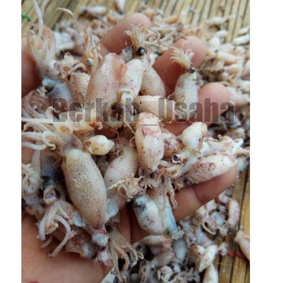 

CSF0r5Q--BABY CUMI ASIN REBUS FRESH size 1-3cm Per 1kg IKAN ASIN MURAH GROSIR SOTONG KECIL BEBI CUMI ASIN KECIL