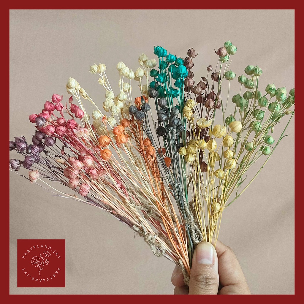 Dried Flower Lino Bunga Kering Asli Dekorasi Hias Buket Pajangan