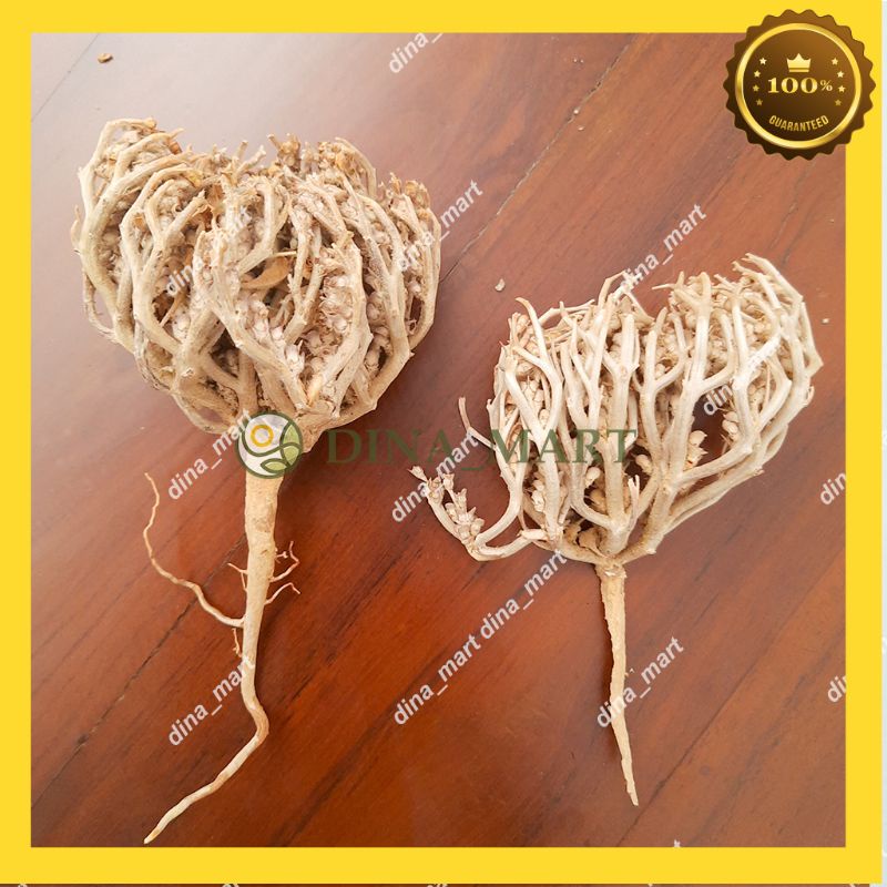 

Rumput fatimah pelancar persalinan Original Asli Rumput Fatimah Utuh Ukuran Besar 20 gr