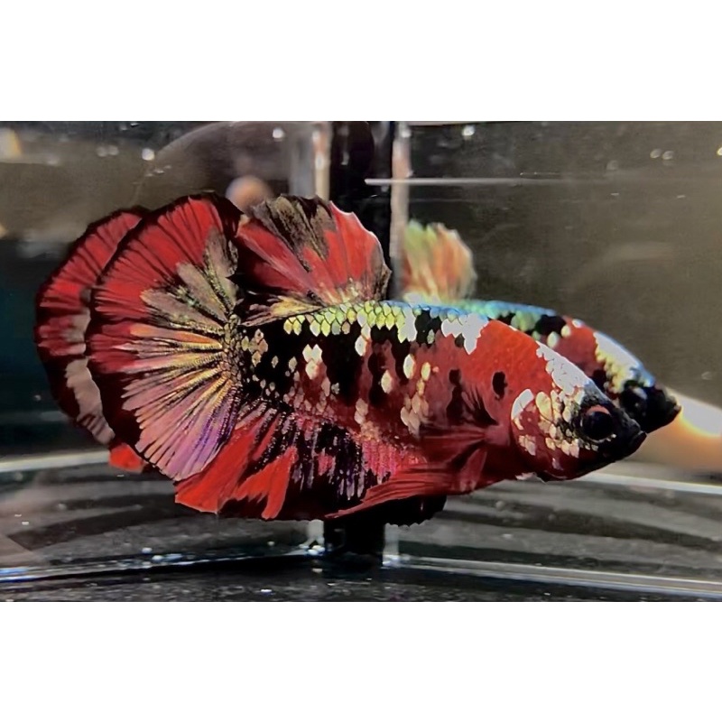CUPANG RED KOI COOPER GOLD TOP GRADE ( BONUS FM RANDOM)