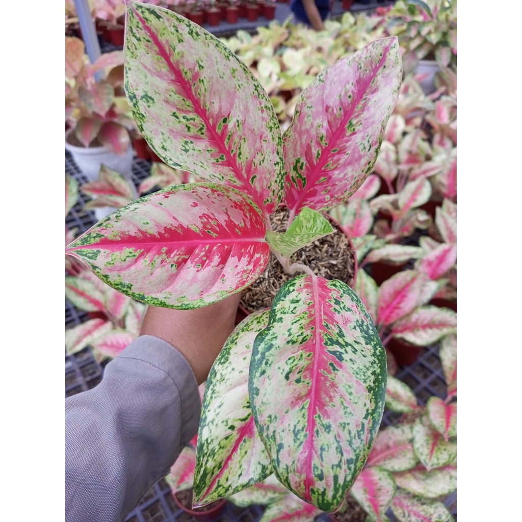 Aglonema Sweet Dream Dewasa Super / Aglo Sweet Dream Rimbun / Aglo Sweat Dream