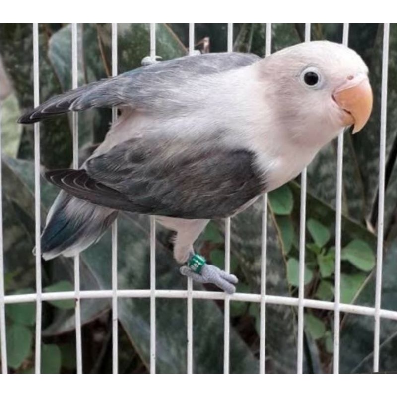 Lovebird biola mouve jantan/betina