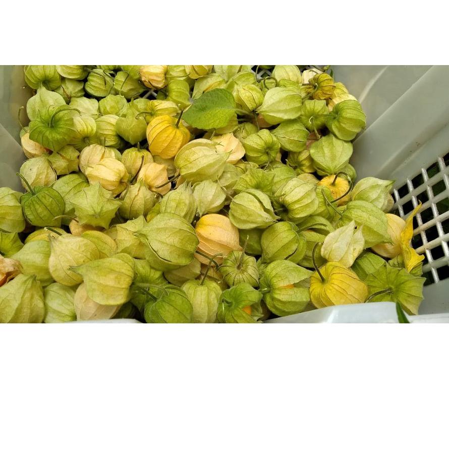 

SALE✅Ciplukan Fresh Murah 500gram -Cecenet - Golden berry|RA8