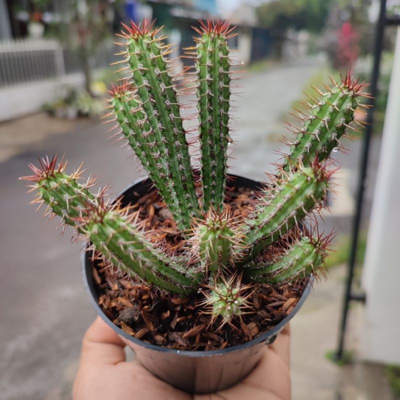 Euphorbia Baioensis Cluster | DP 10cm