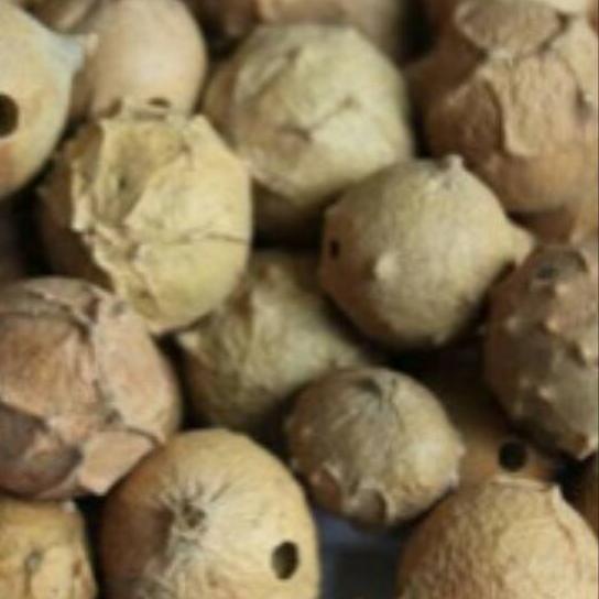 

Terbaru 10.10 Biji Manjakani Kering 250gr, 500gr, 1kg (oak galls) murah