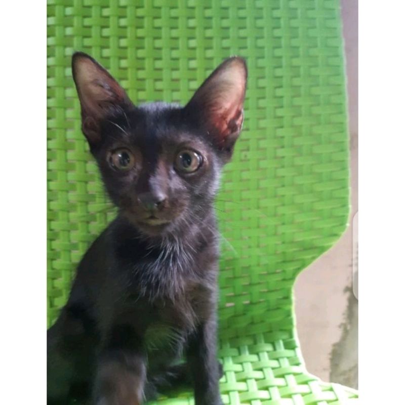 Tetes mata merah iritasi chlamydia kucing