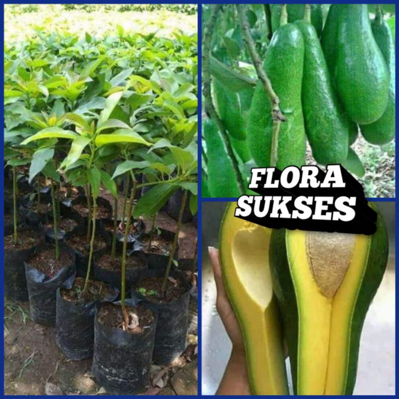 Terlaris Bibit Tanaman Alpukat Aligator Hasil Grafting