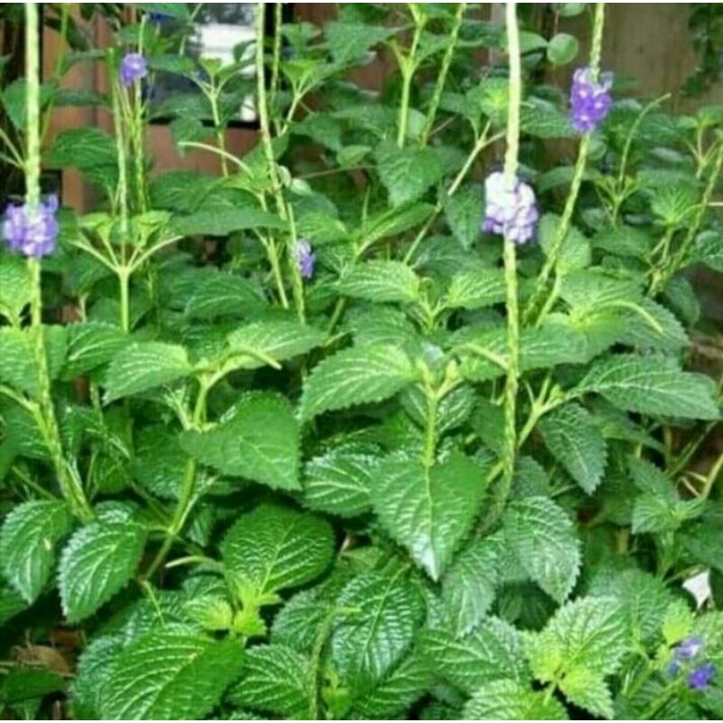 

Daun Pecut Kuda / Daun Jarong