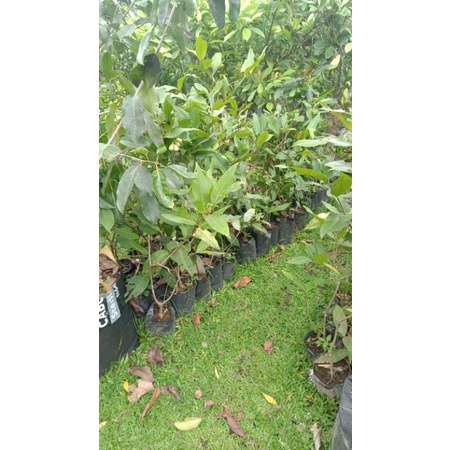 bibit jambu air madu deli