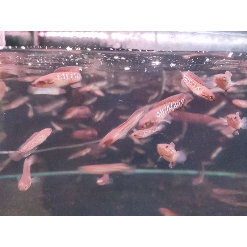 CHANNA ASIATICA RSWS PREMIUM (patung)