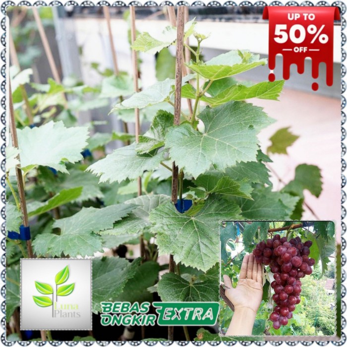 bibit buah anggur import - bibit anggur nizina