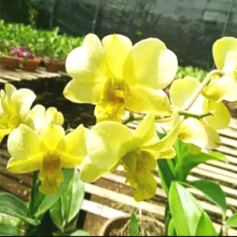 promo anggrek Dendrobium lemon // anggrek dewasa