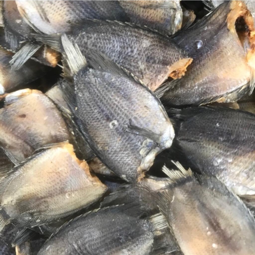 

Ikan Sapek Besar