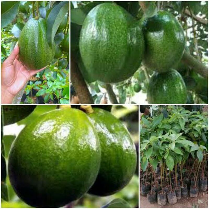 BIBIT ALPUKAT MARKUS JUMBO OKULASI