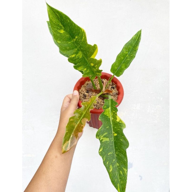 PROMO philodendron ring of fire - philodendron ring of fire - philodendron