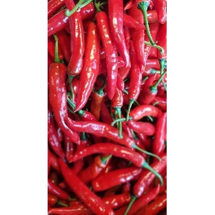 

Terbaik Cabe merah TW Besar buruan