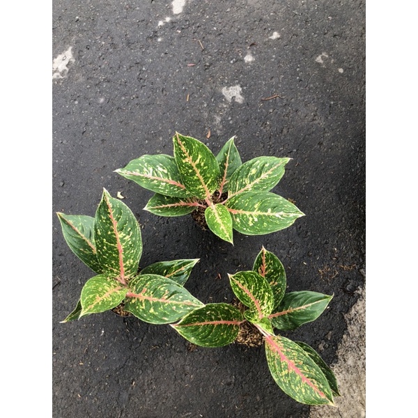 aglaonema Mayang