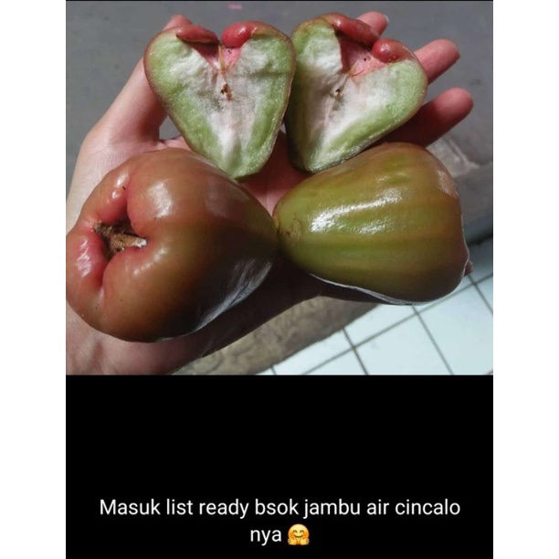 

Jambu Cincalo