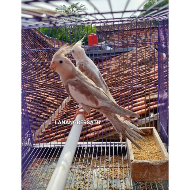 BURUNG PARKIT AUSTRALIA ATAU FALK WARNA WHITE FACE